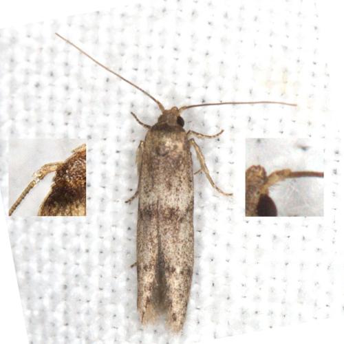Blastobasis sp.